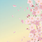5137 Hanami Cherry Blossom